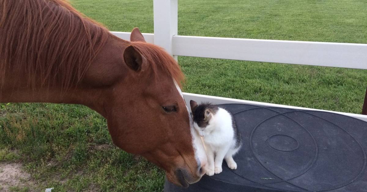 Cat Has Loved His Horse Ever Since He Was A Kitten - The Dodo