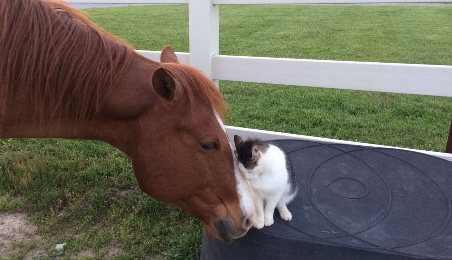 Horse says. Лошадь кат картинка.