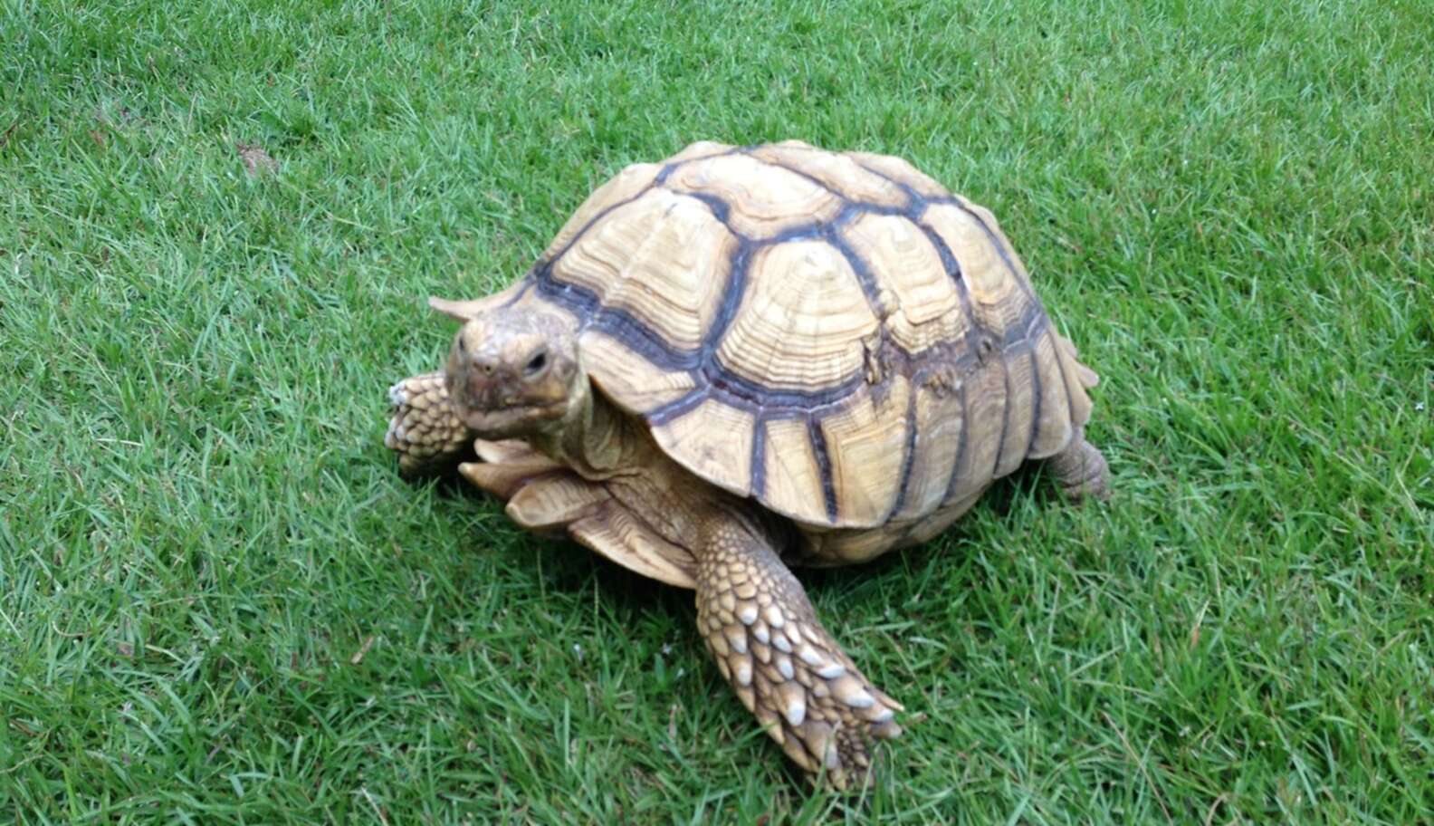 Rescued Tortoise Finds Purpose As Nursing Home's Resident Pet - The Dodo