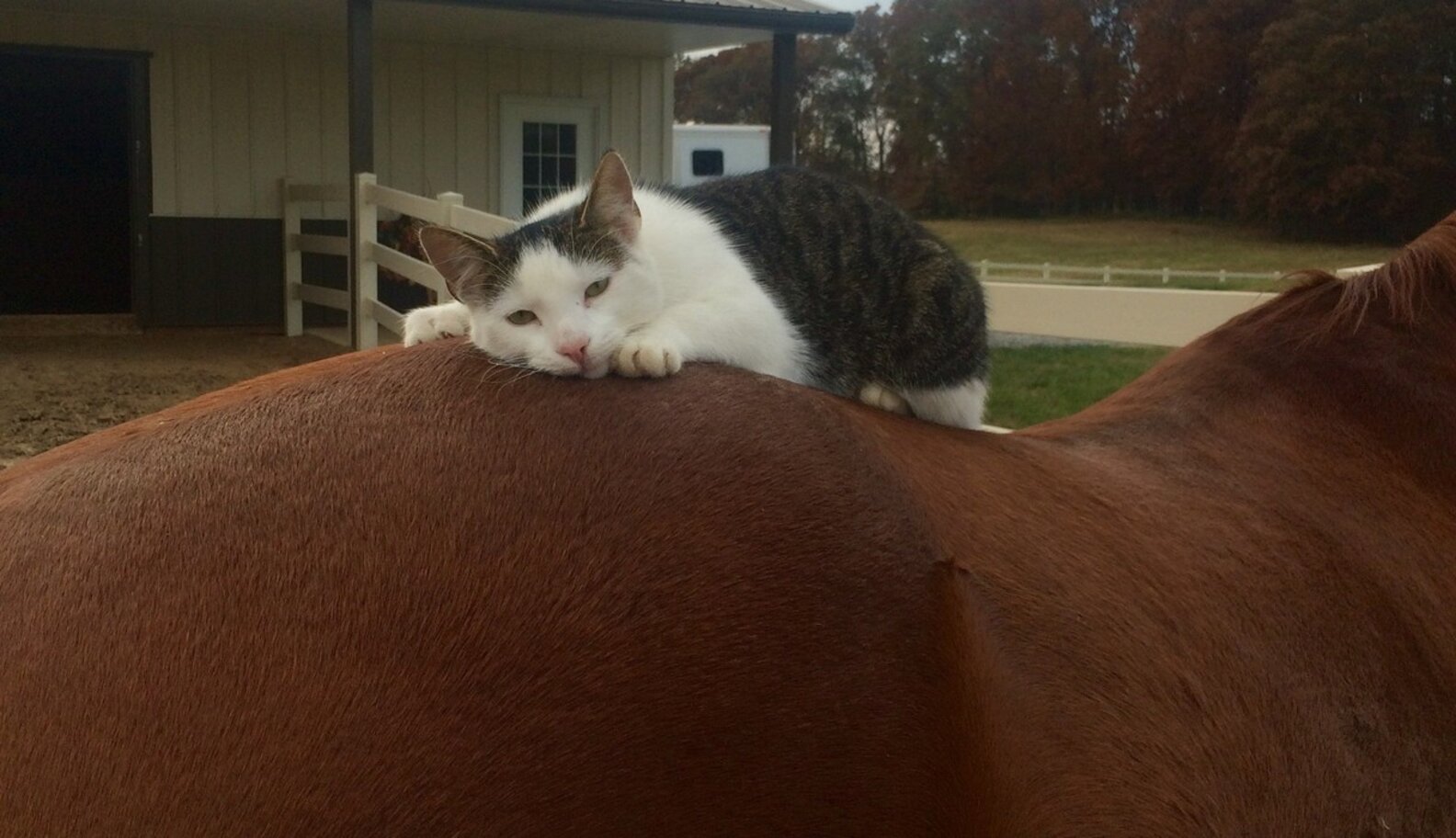 Cat Has Loved His Horse Ever Since He Was A Kitten The Dodo