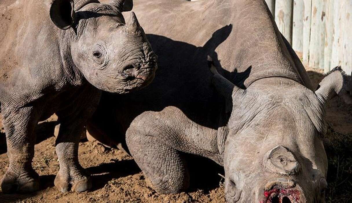 Rhino Mom's Horns Were Cut Off — But She Survived For Her Baby - The Dodo