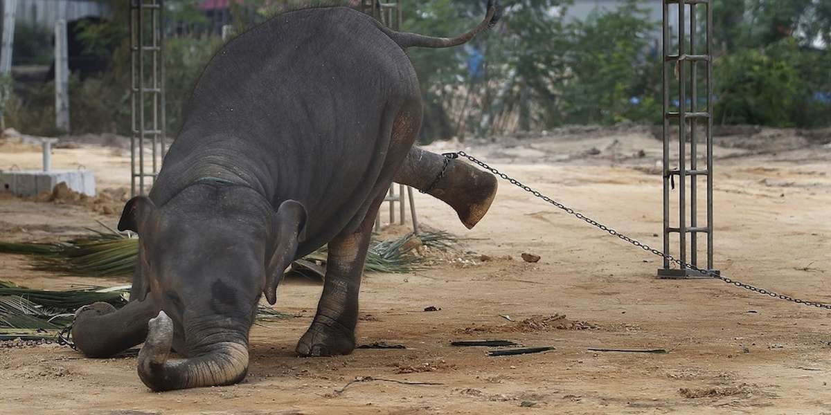 Elephants Chained All Day And Night In The Name Of Religion - The Dodo