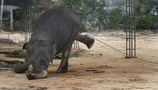 Elephant Chain Rope Elephants Chained All Day And Night In The Name Of Religion - The Dodo