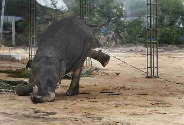 Elephants Chained All Day And Night In The Name Of Religion - The Dodo