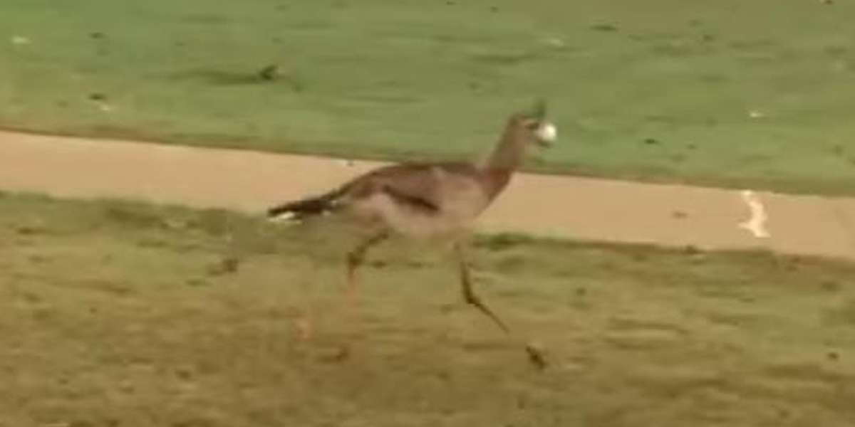 Bird Is Very Excited To Find A Snack — Until It Starts Bouncing - The Dodo