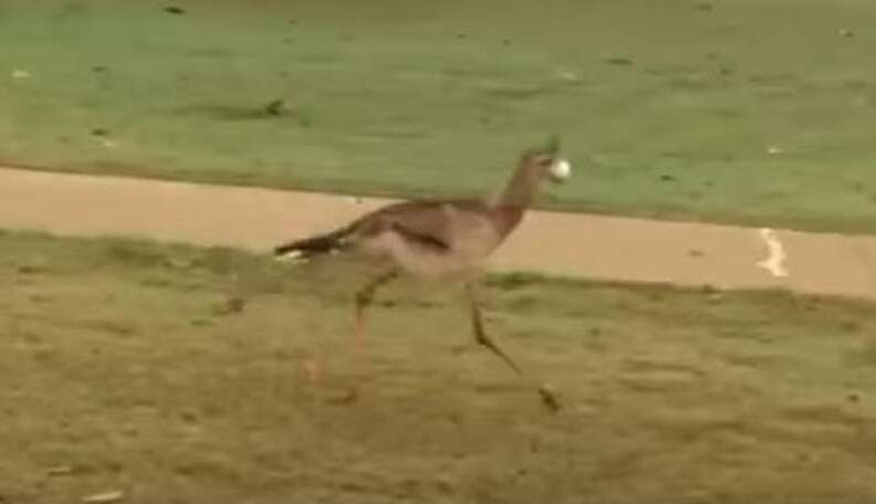 Bird Balling Bird Is Very Excited To Find A Snack — Until It Starts Bouncing - The Dodo