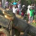 Giant Crocodile Gets Rescued