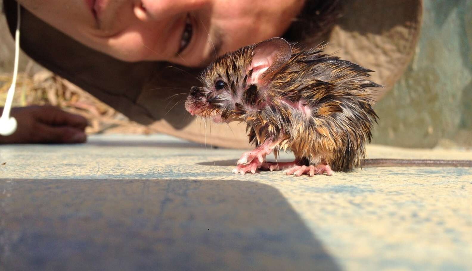 Man Saves Lizard And Mouse From Drowning And Makes Two New Friends ...