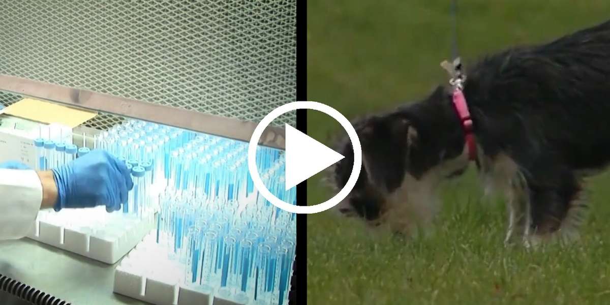 CSI: Dog Poop Police - The Dodo