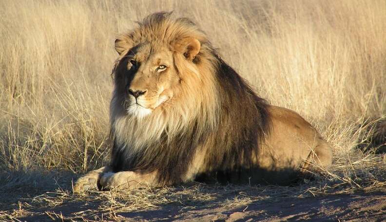 Killing For Fun: How Trophy Hunters Are Really Hurting Us All - The Dodo Killing For Fun: How Trophy Hunters Are Really Hurting Us All - The Dodo