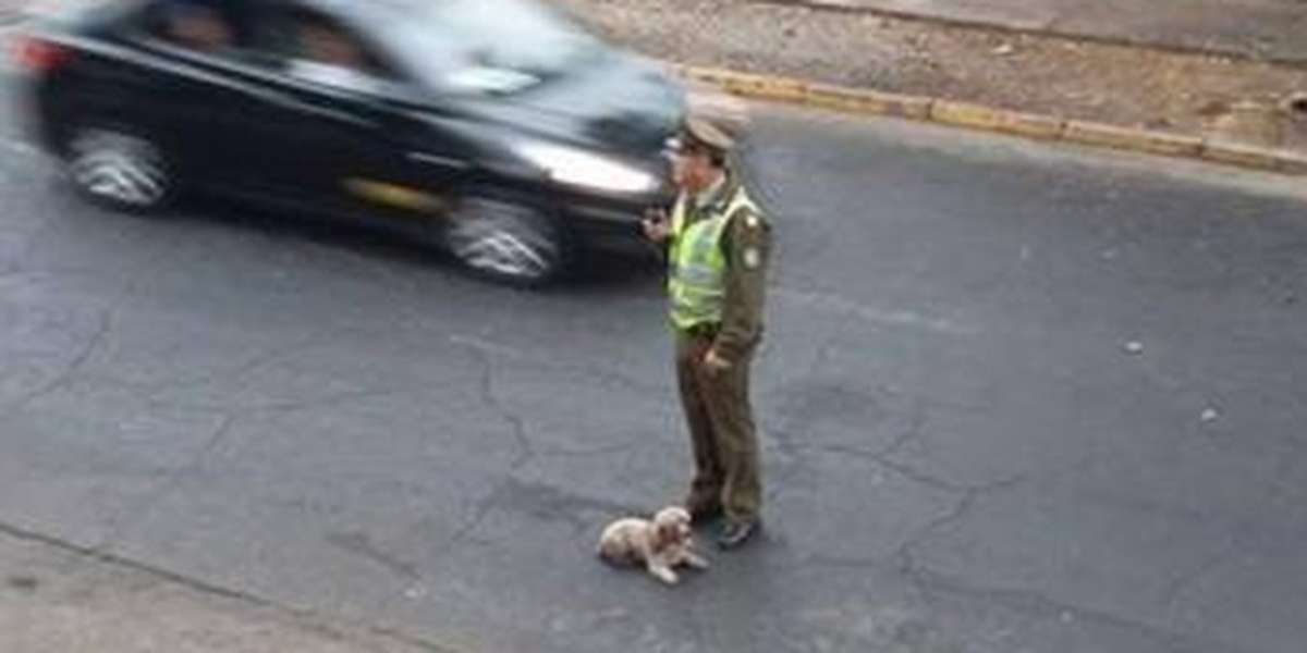 Cop Risks His Own Life To Save Dog Hit By Car - The Dodo