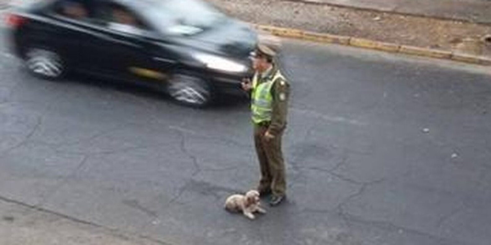 Cop Risks His Own Life To Save Dog Hit By Car The Dodo