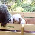 Rescued Porcupine Takes Her New Puppy Brother On Wagon Rides