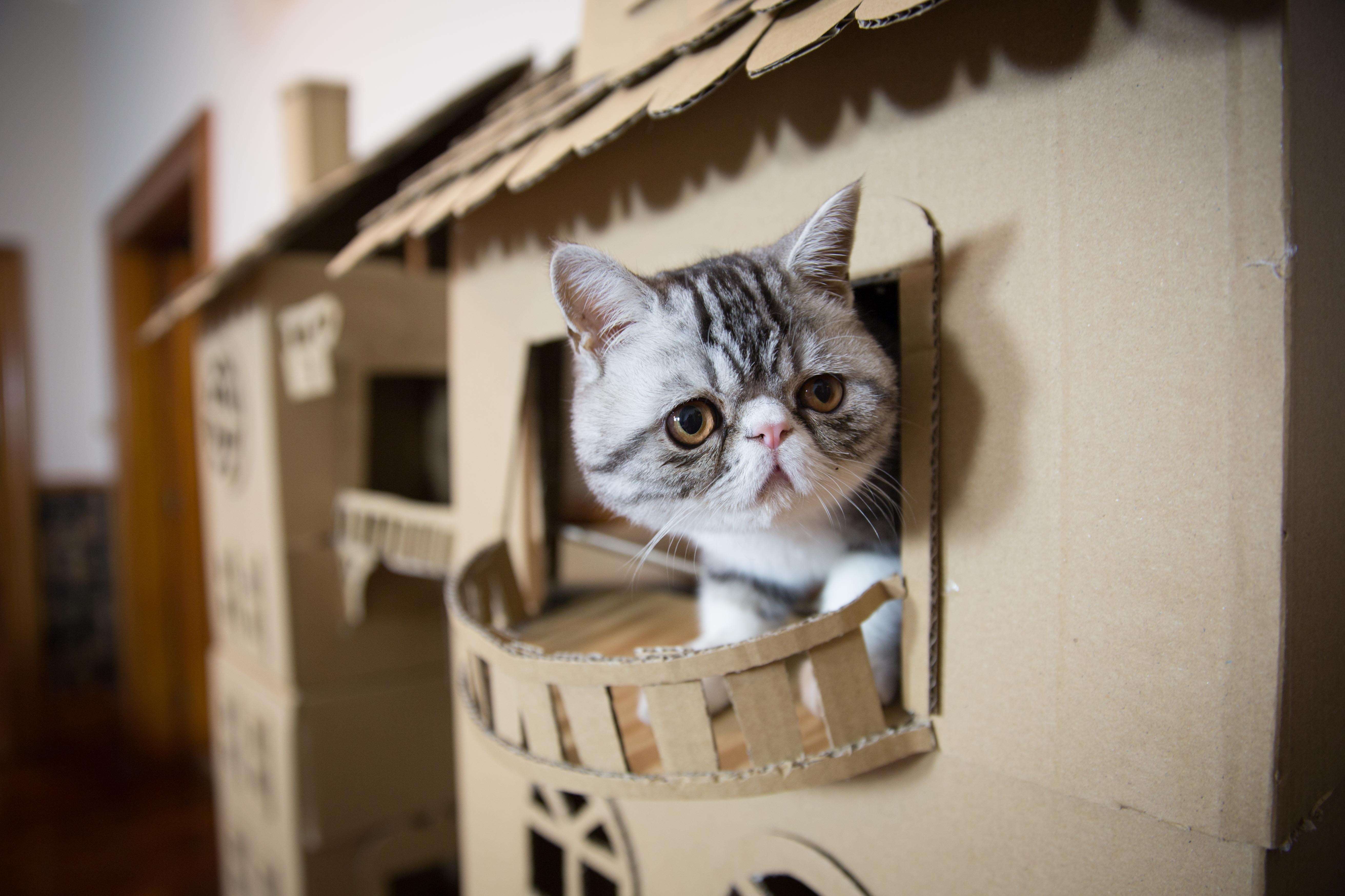 woman builds palace for her cat