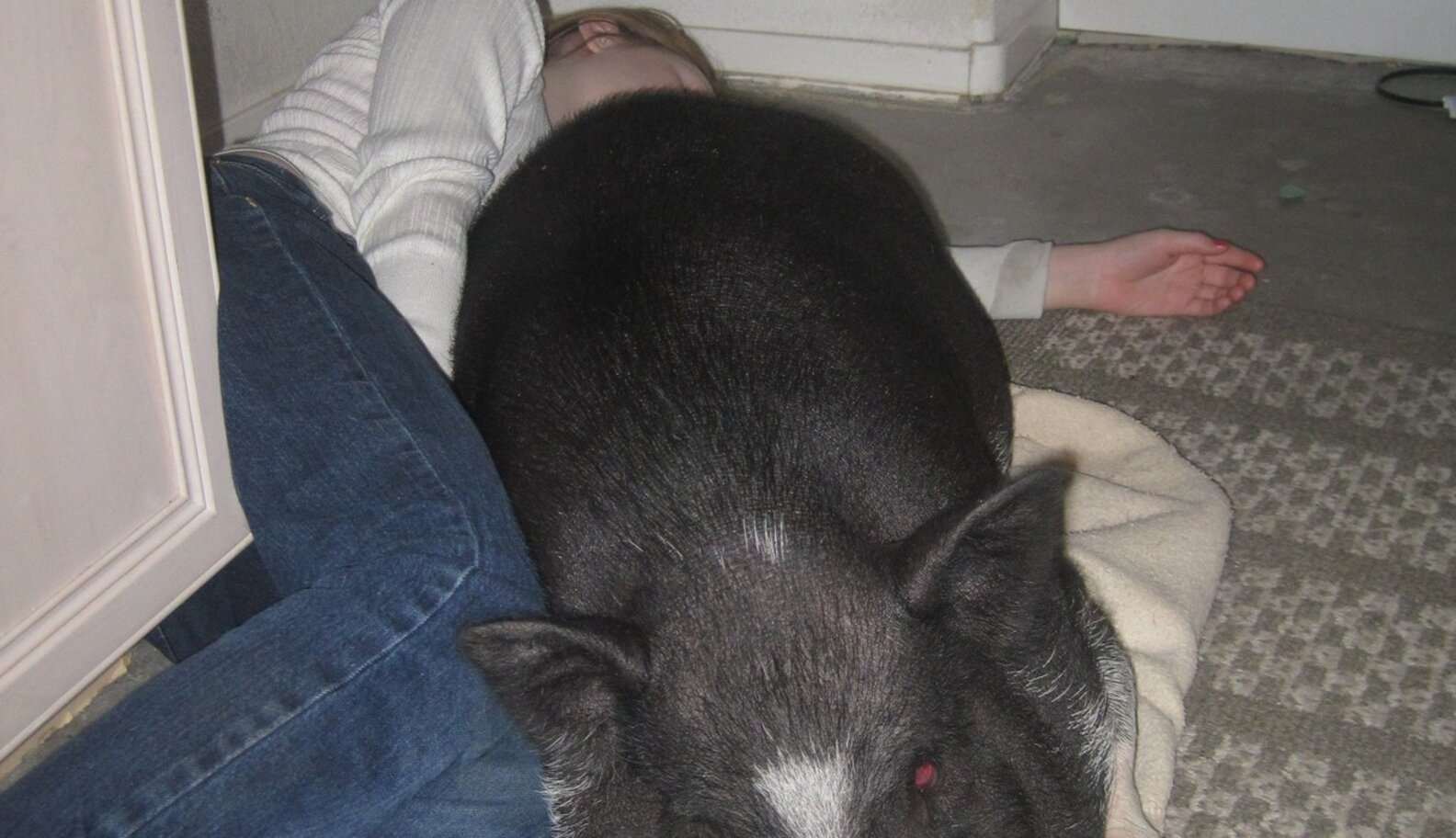 What Happens When Your 'Teacup' Pig Is 160 Pounds The Dodo