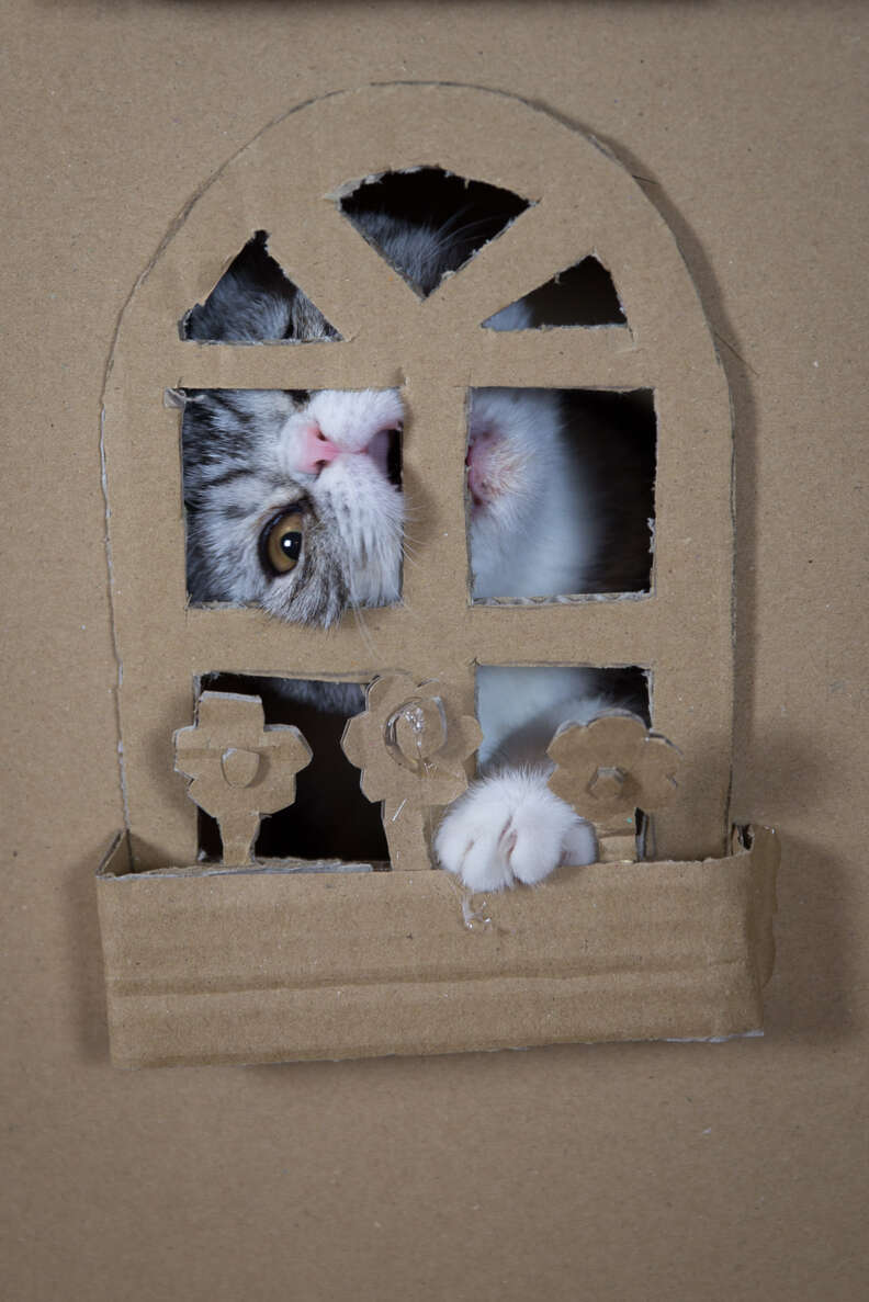 woman builds palace for her cat