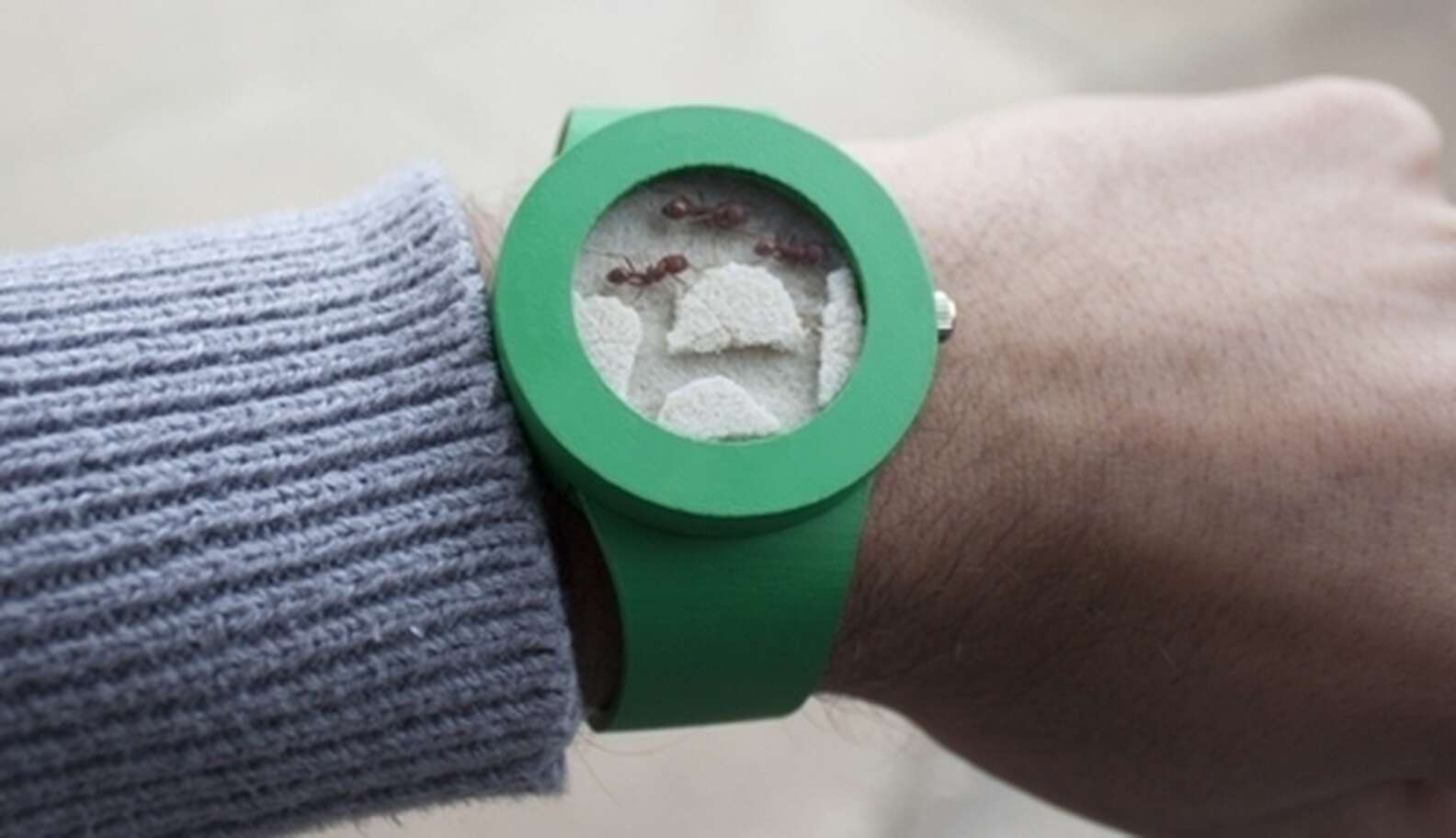 Animal Rip Watch New Watch Holds Little Live Animals Captive On Your Wrist [UPDATE ...