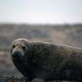 Violent Seal Killers Threaten Sea Shepherd UK Crew