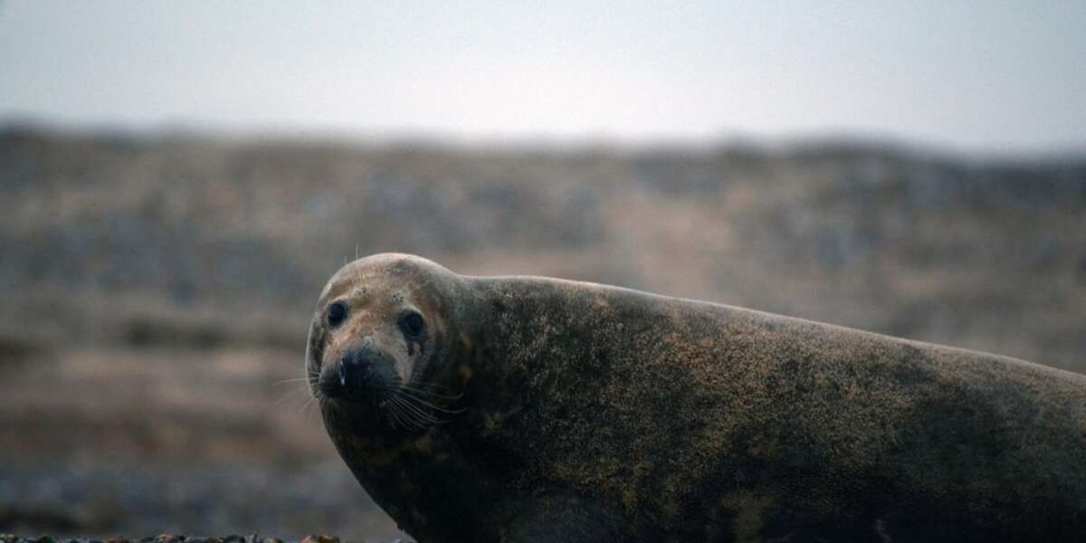 Violent Seal Killers Threaten Sea Shepherd UK Crew The Dodo