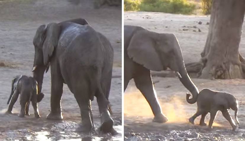 Baby Elephant Refuses To Accept That Bath Time Is Over The Dodo