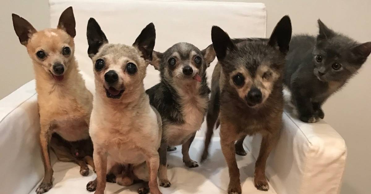 Senior chihuahua sale for adoption