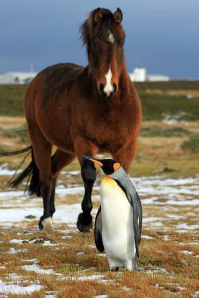 Photos Capture The Amazing Moment Horses Met A Penguin - The Dodo