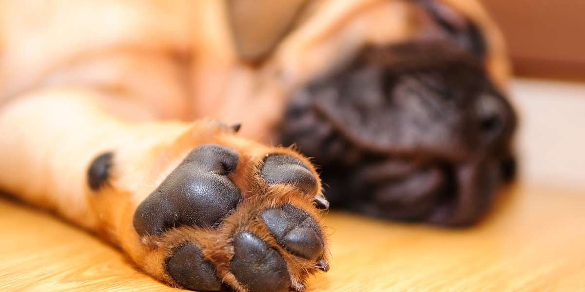 paws teddy dog