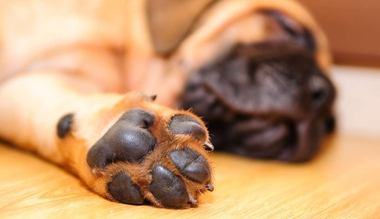 Why Do Dog Paws Smell Like Corn Chips