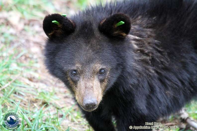 Littlest Baby Bear Gets Returned To The Wild With Her Friends - The Dodo