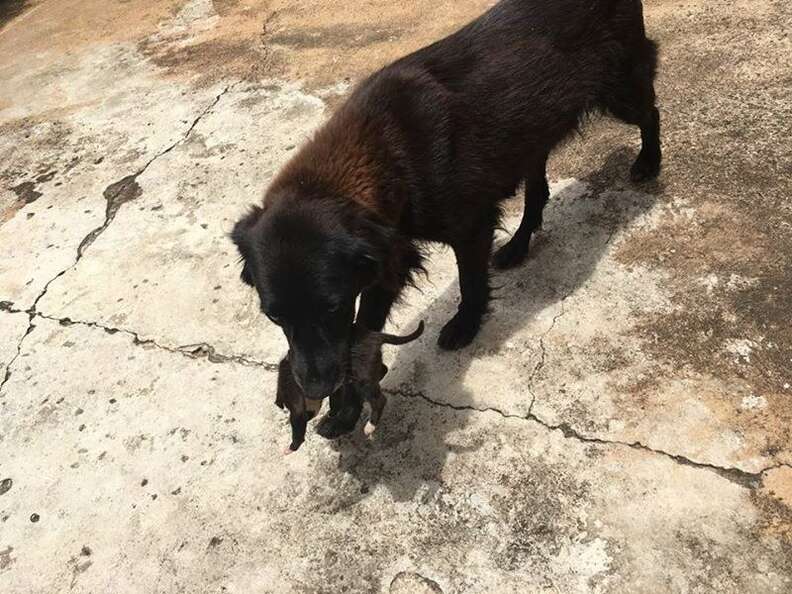 dog rescues puppy from trash bag