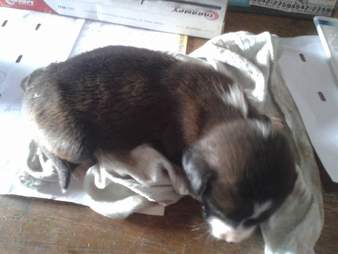 rescued puppy