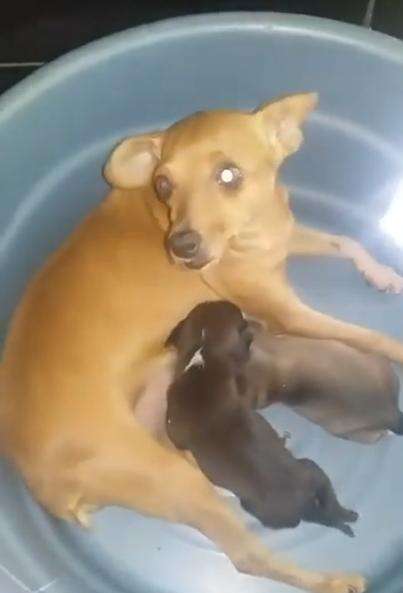 dog nurses puppy rescued from trash bag