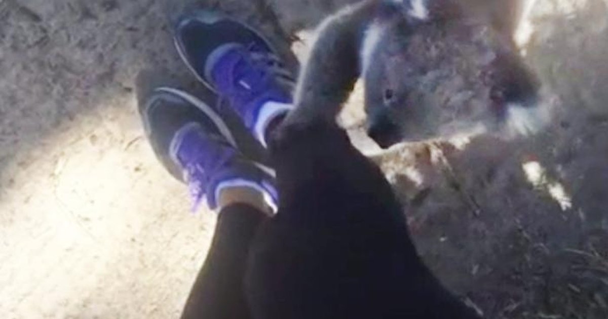 Koala Encounters Some Humans, Demands A Hug From Each The Dodo