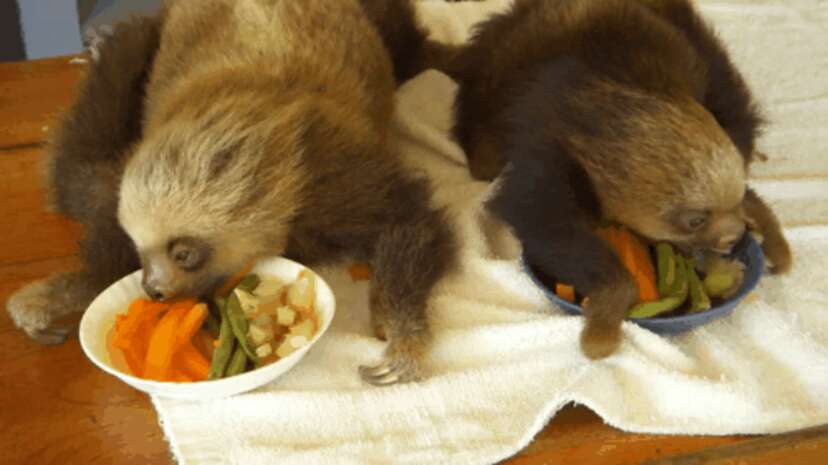 Baby Sloths Eating