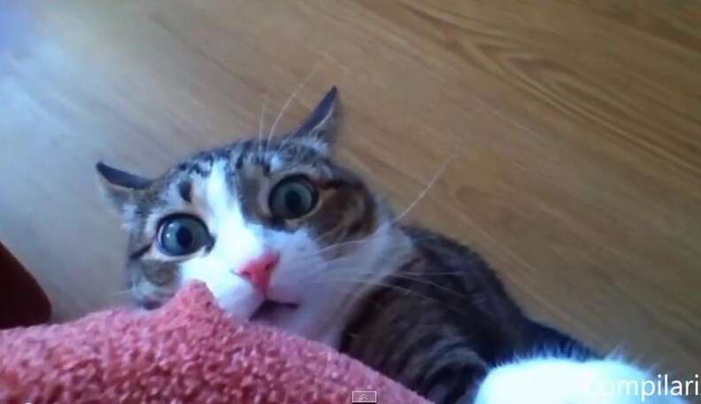 Funny 2025 cat vi