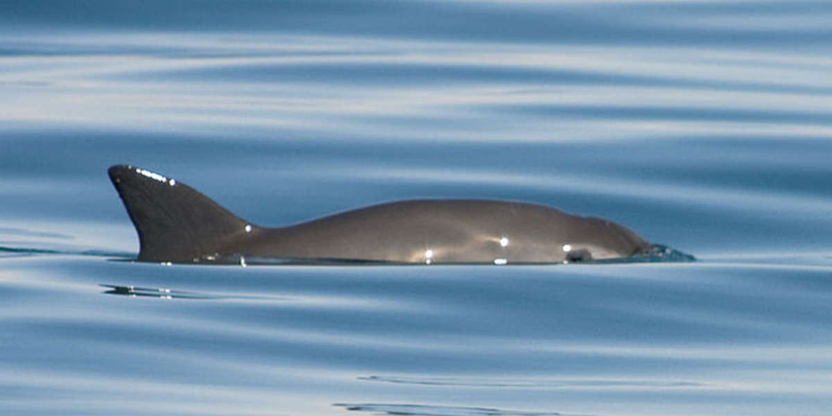 5 Lesser Known Animals On The Brink Of Extinction - The Dodo
