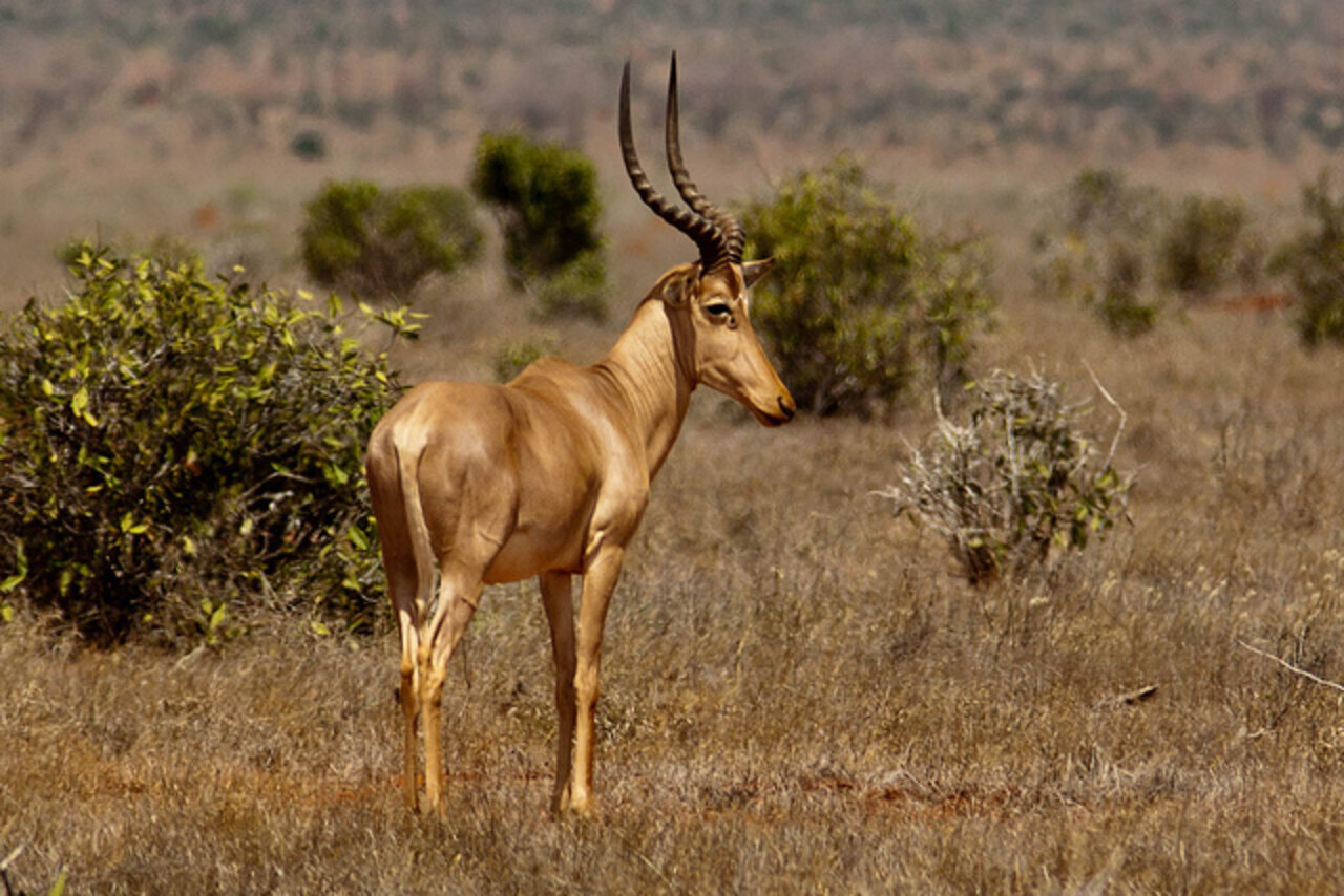 5 Lesser Known Animals On The Brink Of Extinction - The Dodo
