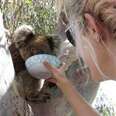 Giving Water to a Friendly Koala