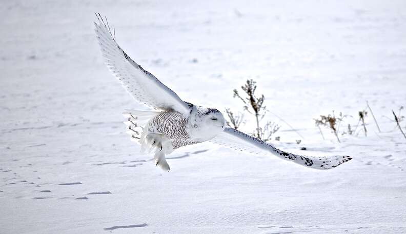 THIS OWL CREATURE IS PRETTY COOL!