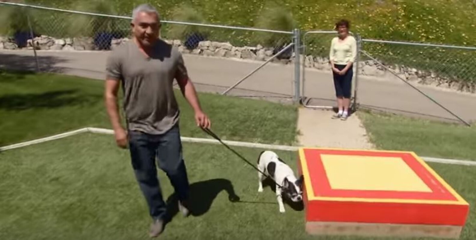 Cesar Millan Unleashes His Worst Dog Training Idea Yet The Dodo