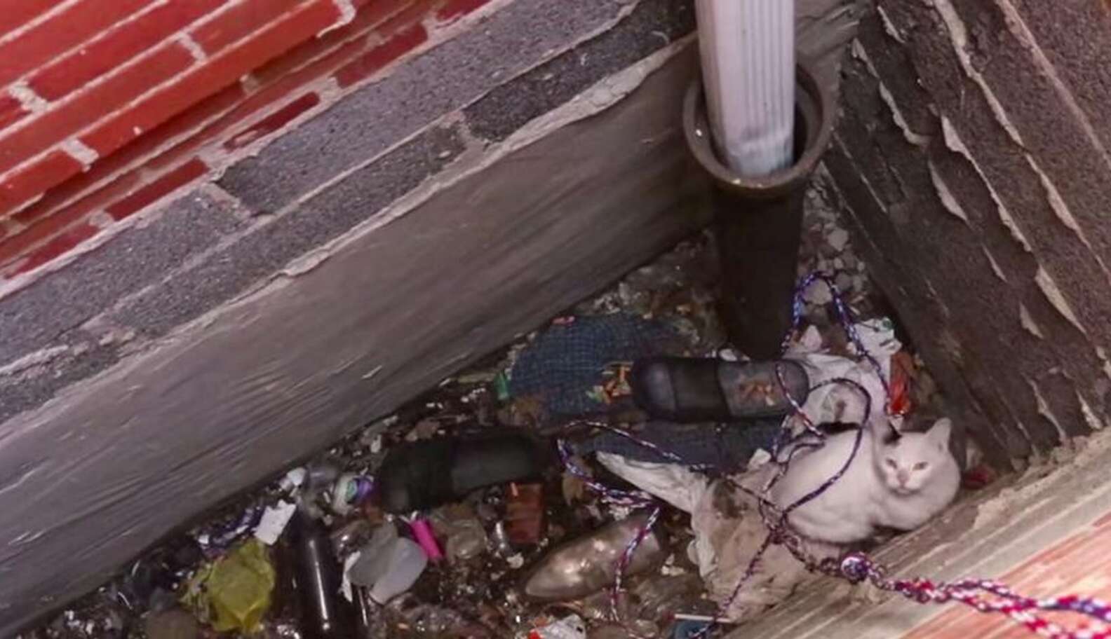 Homeless Cat Stuck In A Hole For Days Gets Spectacular Airlift - The Dodo