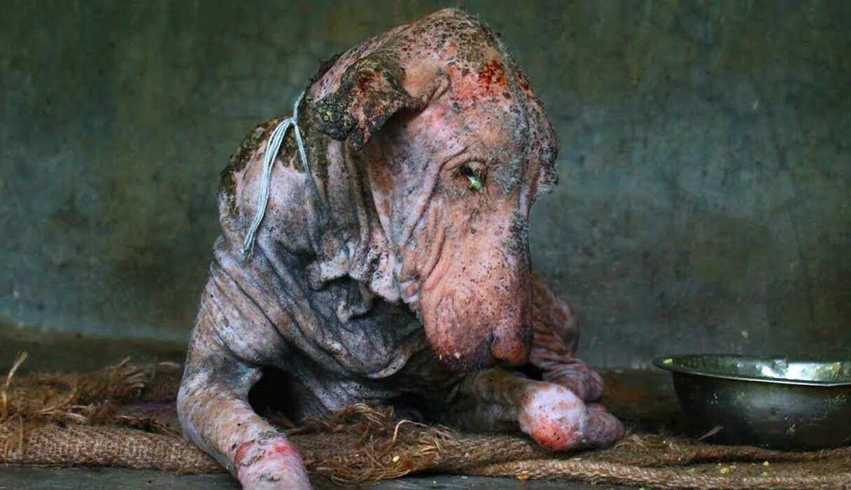 Starving Dog Found Collapsed On Street Is Completely Transformed By  Kindness - The Dodo