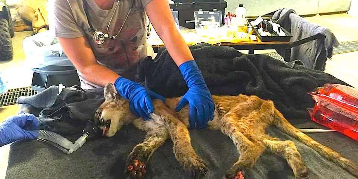 Fragile Baby Mountain Lion Pulled From Raging Wildfire - The Dodo