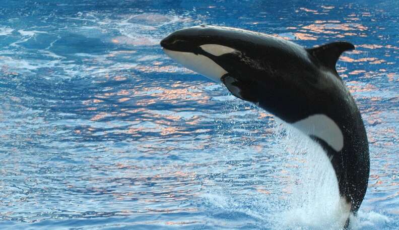 SeaWorld Is Now Listed As A “Prison & Correctional Facility” On ...