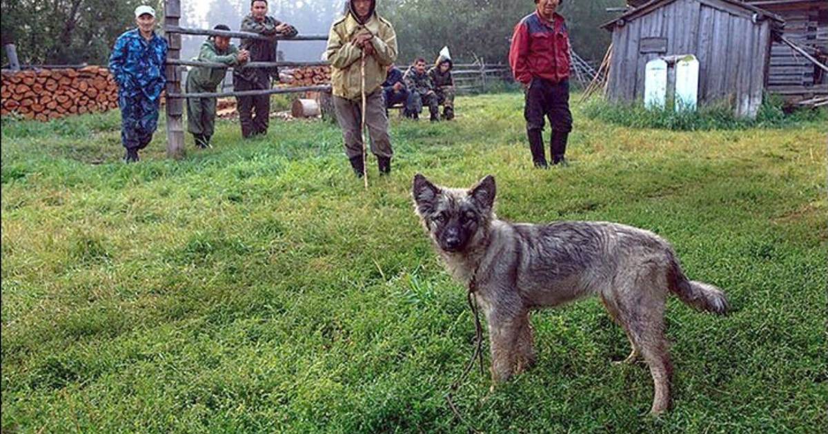 Loyal Puppy Leads Rescuers To Toddler Lost For Days In Siberian Wilderness - The Dodo