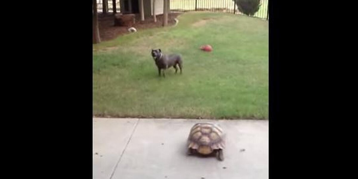 Tortoise Can't Get Enough Of Chasing His Pit Bull Sister - The Dodo