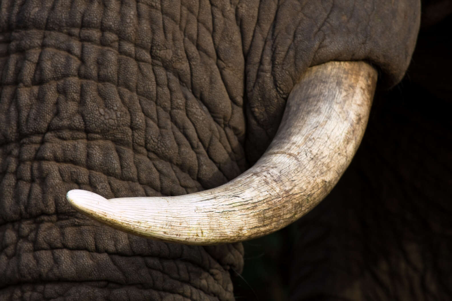 Black ebony elephant with ivory tusks