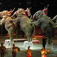 BREAKING: Ringling Bros. Circus Will Shut Down Forever