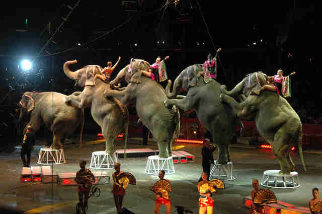 show control Shut Bros. Forever Will BREAKING: Ringling Down Circus show control Shut Bros. Forever Will BREAKING: Ringling Down Circus