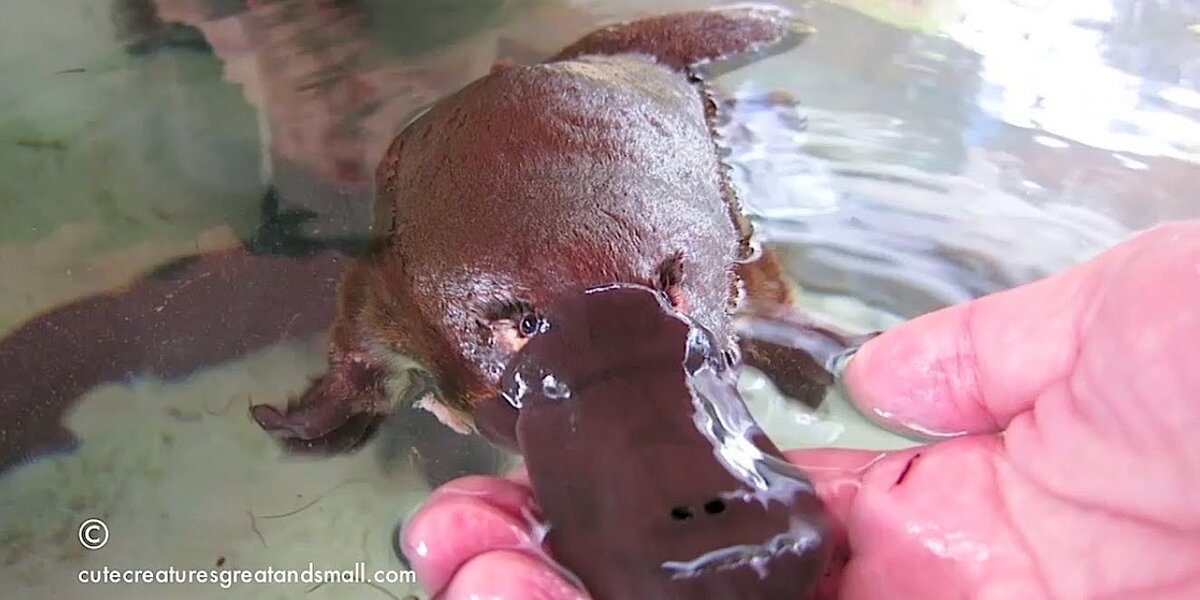 Playful Platypus Proves She's Just As Cuddly As A Dog - The Dodo